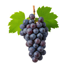 Fototapeta premium Freshly Harvested Bunch of Dark Purple Grapes on Green Vine Leaves With Natural Shine.