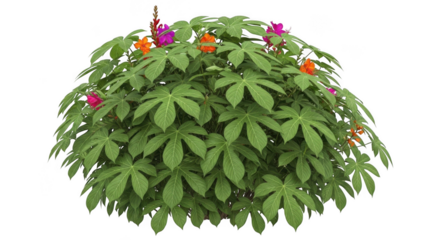 Impatiens hawkeri isolated on transparent background