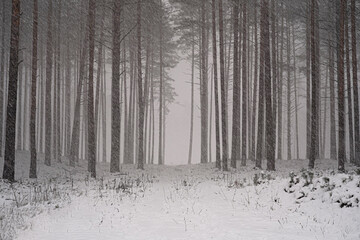Fototapeta premium christmas snow in the forest