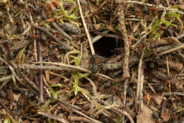 behaarde bosmier (Formica rufa)