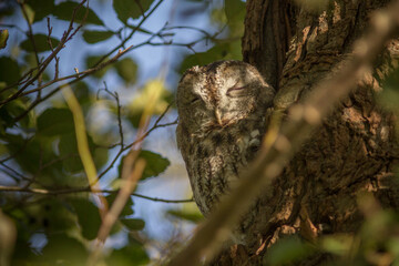 bosuil (Strix aluco)
