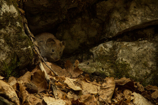 rosse woelmuis (Myodes glareolus)
