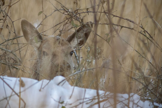 edelhert jong in sneeuw (Cervus elaphus