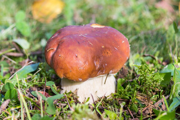 Boletus edulis also known as cep, penny bun, porcino