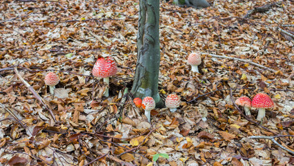 White spotted red caps (Amanita muscaria), commonly known as the fly agaric or fly amanita on forrest floor