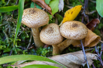 Honey Fungus (Armillaria mellea)