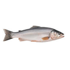 Naklejka premium Fresh Trout Displayed on a White Background Ready for Cooking.