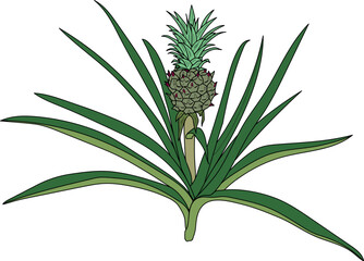 Fototapeta premium Pineapple plant (Ananas comosus) with unripe pineapple fruit and green leaves isolated on white background