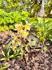 Erythronium helenae Applegate, Native to North America-California.Early blooming plants.an ornamental plant with yellow flowers in a spring garden for landscaping.Floral background