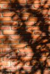 Textured Red Brick Wall with Dancing Leaf and Twig Shadows