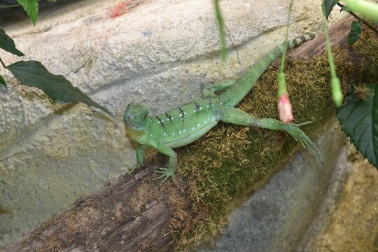 Basilic vert femelle, Plumed Basilisk (Basilicus plumifrons) &eacute;voluant dans un terrarium.