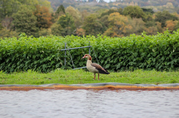 A wild duck is resting on a green lawn near the pond.