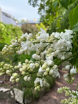 A branch of white Blooming Syringa vulgaris Mme Lemoine in the spring garden.Flower background