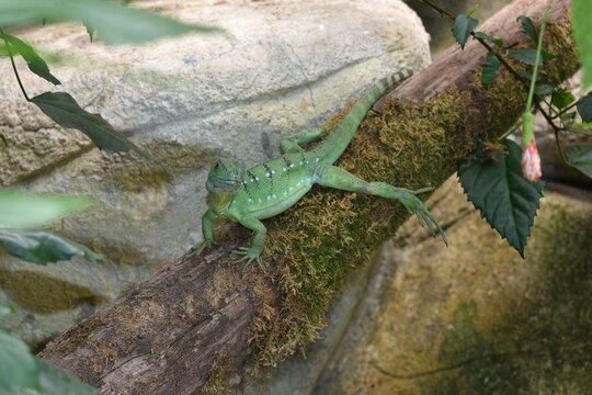 Basilic vert femelle, Plumed Basilisk (Basilicus plumifrons) &eacute;voluant dans un terrarium.