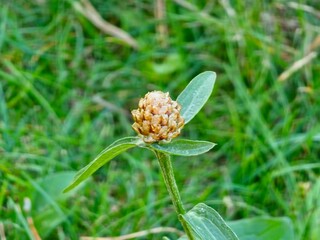 Centauria jacea. Macro of a purple cornflower against a backdrop of green grass on a sunny day