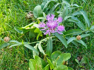 Obraz premium Centaurea jacea blooms in the meadow among wild grasses