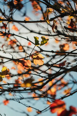 Jahreszeitenmotiv Herbst – Farbiges Herbstlaub in Nahaufnahme