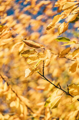 Jahreszeitenmotiv Herbst – Farbiges Herbstlaub in Nahaufnahme