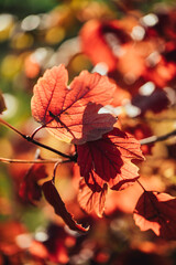 Jahreszeitenmotiv Herbst – Farbiges Herbstlaub in Nahaufnahme