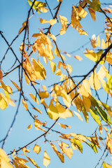 Jahreszeitenmotiv Herbst – Farbiges Herbstlaub in Nahaufnahme