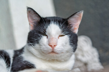 Fluffy Cat Face Close Up