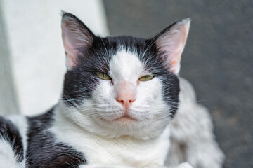 Cat Looking at Camera Close Up