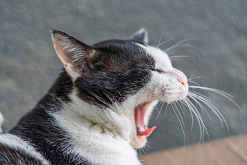 Cat Yawning with Eyes Closed