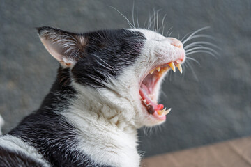 Cat Showing Teeth While Yawning