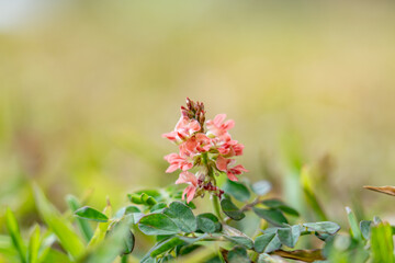 Indigofera spicata, the creeping indigo or trailing indigo, is a species of flowering plant in the family Fabaceae. near Kahua Nui-Makai (Ho'omaluhia) Campsites, Hoʻomaluhia Botanical Garden. Honolulu