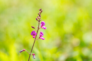  Desmodium incanum, creeping beggarweed, Spanish clover, Spanish tick-trefoil. kaʻimi or kaimi clover. near Kahua Nui-Makai (Ho'omaluhia) Campsites, Hoʻomaluhia Botanical Garden. Honolulu, Oahu, Hawai