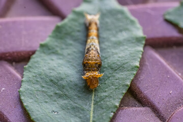 Caterpillar Texture and Pattern Macro