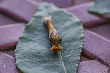 Early Instar Citrus Butterfly Caterpillar