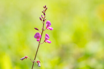 Desmodium incanum, creeping beggarweed, Spanish clover, Spanish tick-trefoil. kaʻimi or kaimi clover. near Kahua Nui-Makai (Ho'omaluhia) Campsites, Hoʻomaluhia Botanical Garden. Honolulu, Oahu, Hawaii