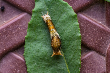 Young Citrus Caterpillar Resting on Leaf