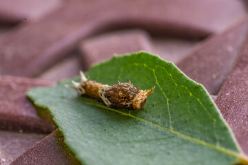 Papilio Demoleus Caterpillar Close Up