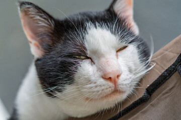 Cat Eyes and Whiskers Detail