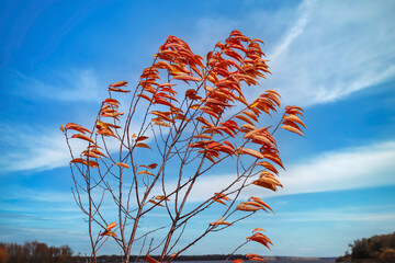 Red sumac leaves in autumn being buffeted by strong winds, sunshine, blue sky and clouds, nobody