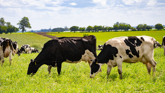 dairy cows in Uruguayan pasture