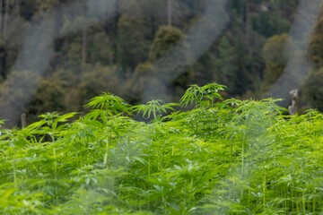 Cannabis sativa plants growing in natural outdoor environment