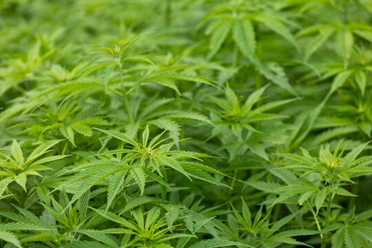 Lush wild cannabis sativa plants growing in natural setting
