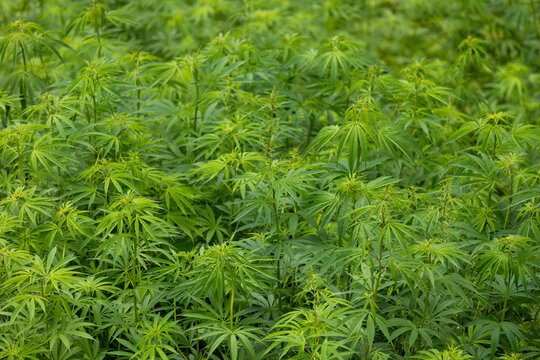 Cannabis sativa plants growing abundantly in a wild field