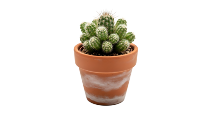 A cactus plant with many offshoots grows in a terracotta pot, standing out against the dark, stark background.