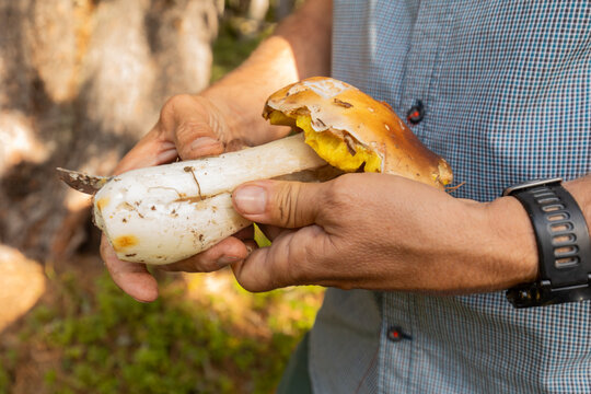 Man holding a foraged wild mushroom in the forest