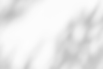 Shadow of leaves tree plant overlay on white wall. Sunlight effect shadow on the wall. Minimal blurred backdrop backgrounds. Summer tropical surface background.