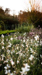 Fototapeta premium Fleurs d'automne