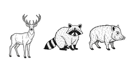 Obraz premium Wildlife illustrations: deer, raccoon, and wild boar in vintage style