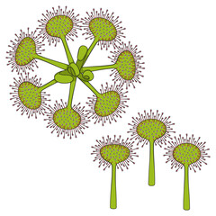 Set of color illustrations sundew, drosera plants. Isolated vector objects on white background.