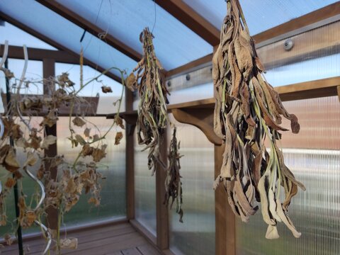 Dried sage in a wooden greenhouse - Getrockneter Salbei im Holzgew&auml;chshaus