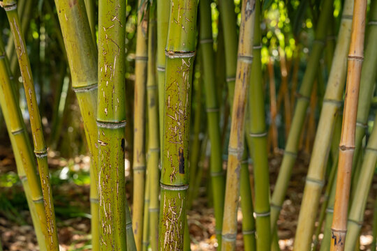 Dense bamboo forest with vertical green stalks