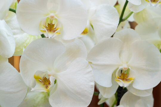 Elegant white orchids with subtle yellow center